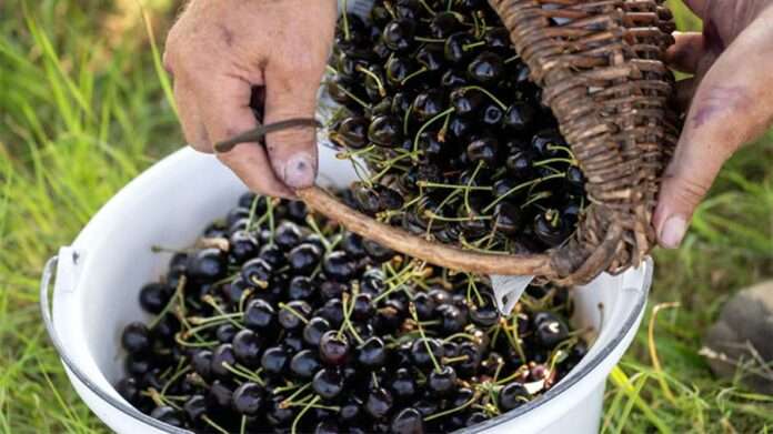 ​Особый русский праздник 1 июля — Ярилин день, Макушка лета: история, традиции, приметы - новости