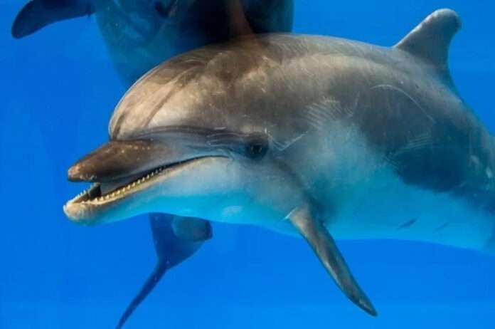 ​Океанолог Таврический объяснил появление дельфинов под Петербургом - новости