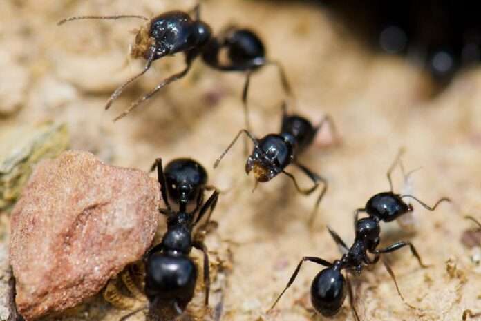 Daily Mail: В Британии появились перегрызающие провода 