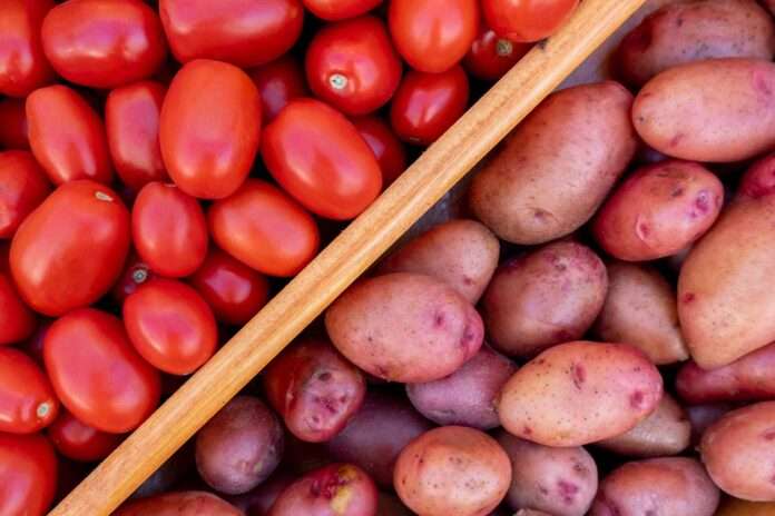 ​Ученые установили: предком картофеля был помидор - новости