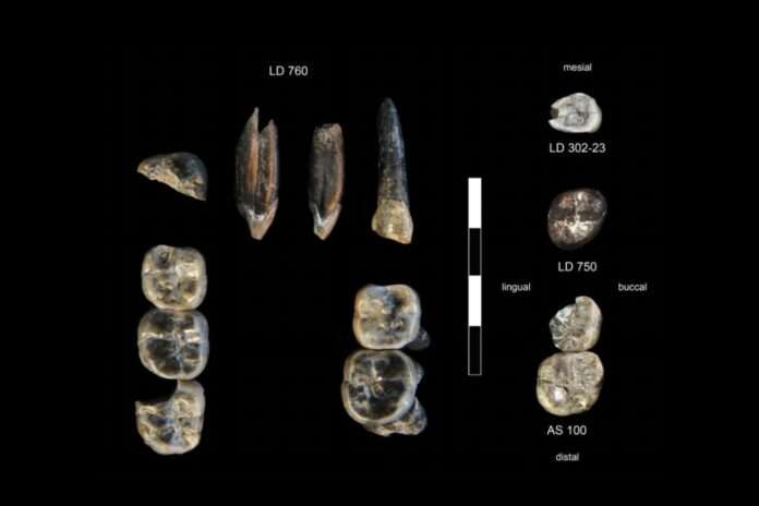 ​Найден таинственный родственник человека возрастом 2,6 миллиона лет - новости