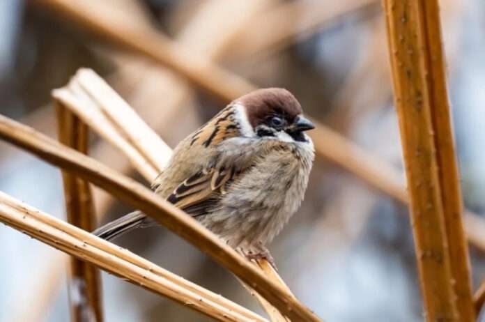 ​Стартовала Всероссийская перепись воробьев - новости