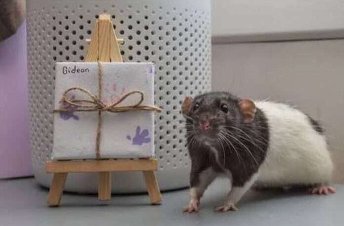 🖼🐀 Жительница Великобритании превратила своих домашних крыс в настоящих 