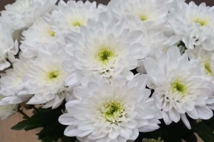 ​Врач Латышева назвала цветы, которые лучше не дарить чувствительным людям - новости