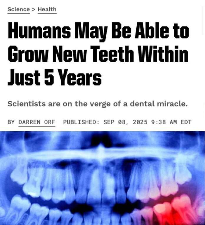 Люди смогут выращивать новые зубы уже к 2030 году. В Японии тестируют препарат, который блокирует белок USAG-1 и запускает рост ... - новости