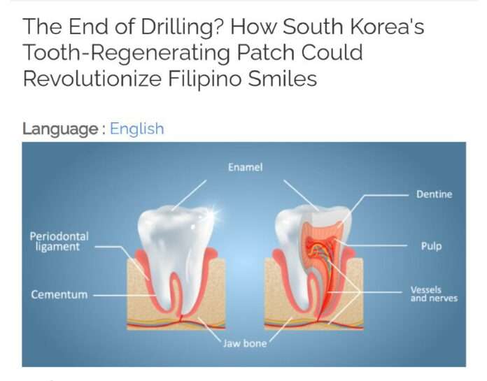 Корейские учёные придумали пластырь, который помогает зубам расти заново. - новости