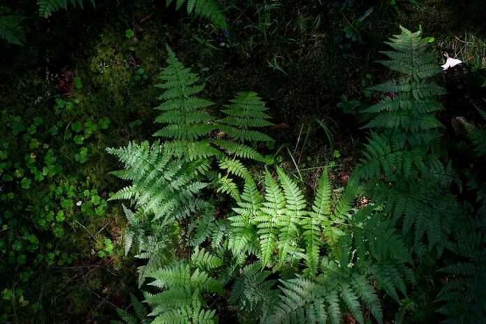 ​Внутри папоротника нашли ценнейшие кристаллы: наука подтвердила древние легенды - новости