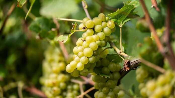 ​Россия в сентябре возобновила импорт винограда из Грузии - новости