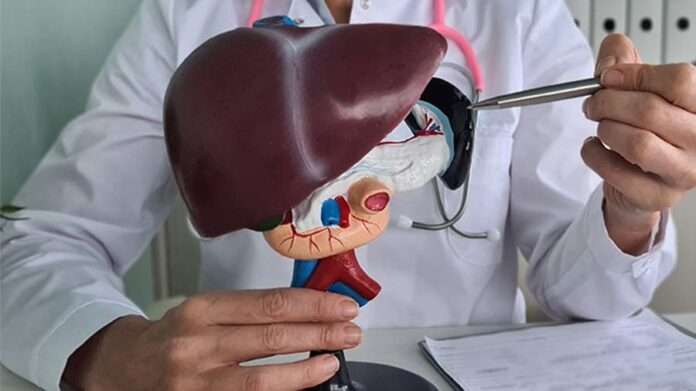 Ученые создали персонализированную модель человеческой печени - новости