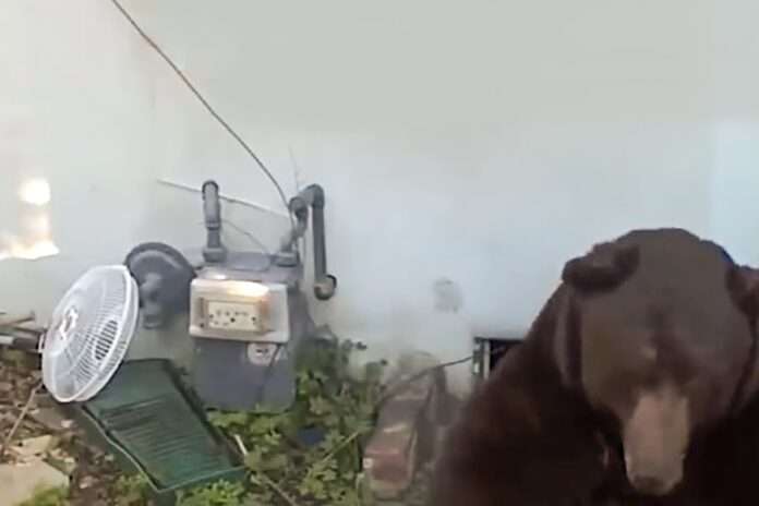 ​В Калифорнии поселившегося в подвале дома медведя сняли на видео - новости