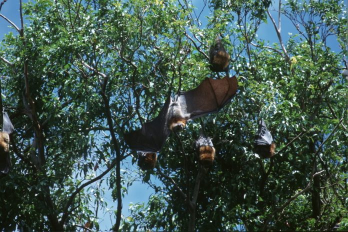 Ученый МГУ: вирус Нипах не угрожает России из-за отсутствия природных резервуаров - новости