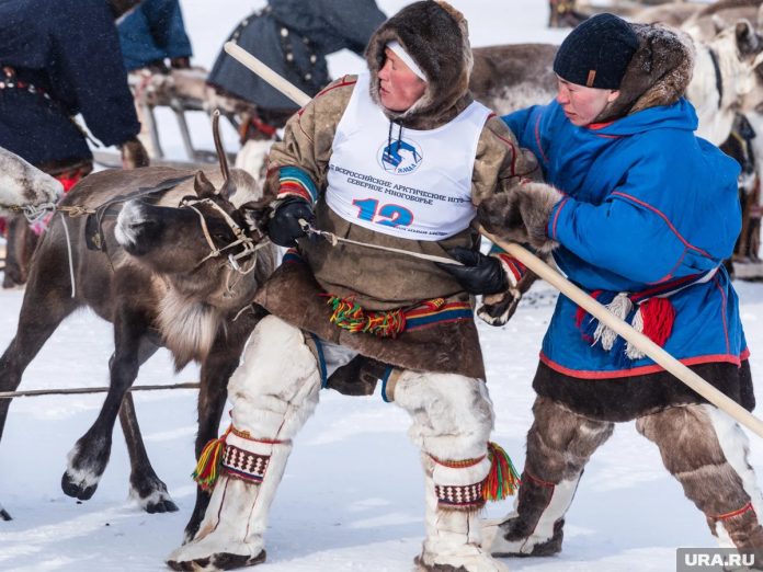 В Салехарде начали подготовку ко Дню оленевода - новости