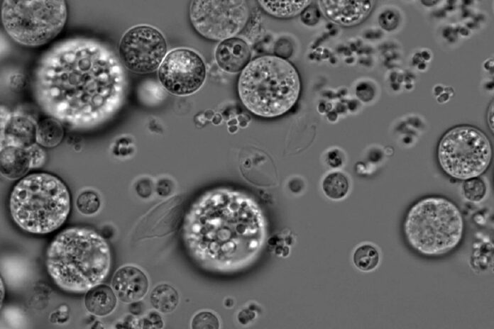 🐓/🥚 Что было раньше – курица или яйцо? Спойлер: яйцо - новости