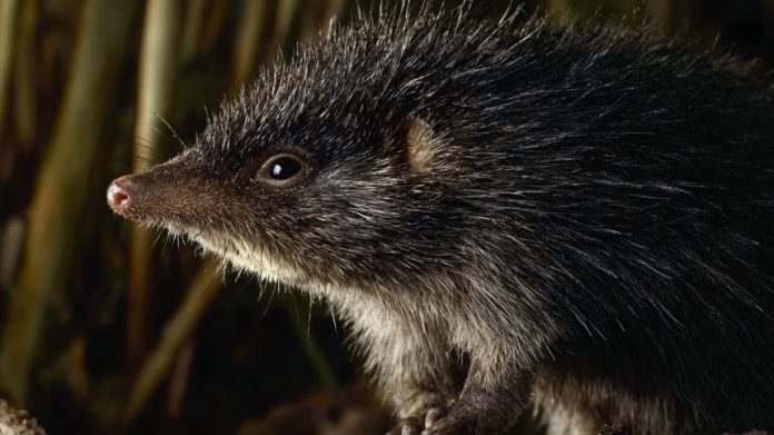 Старше мамонта: в России хотят возродить исчезающих русских выхухолей - новости