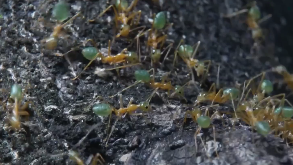 Гнездо из листьев