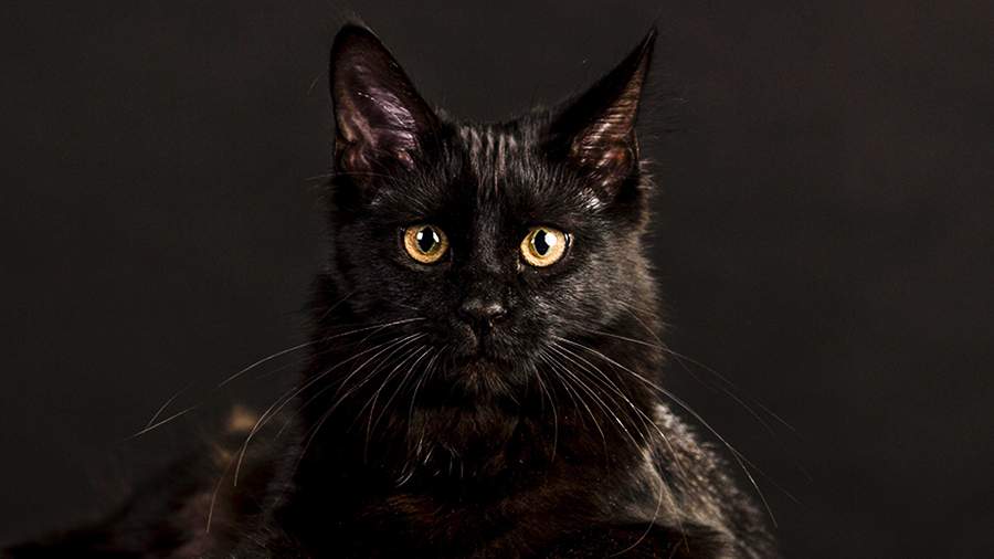 Кошачий глаз крупным планом