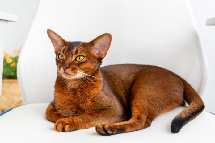 Кот сидит и пристально смотрит на пустую стену, его взгляд гипнотизирован.