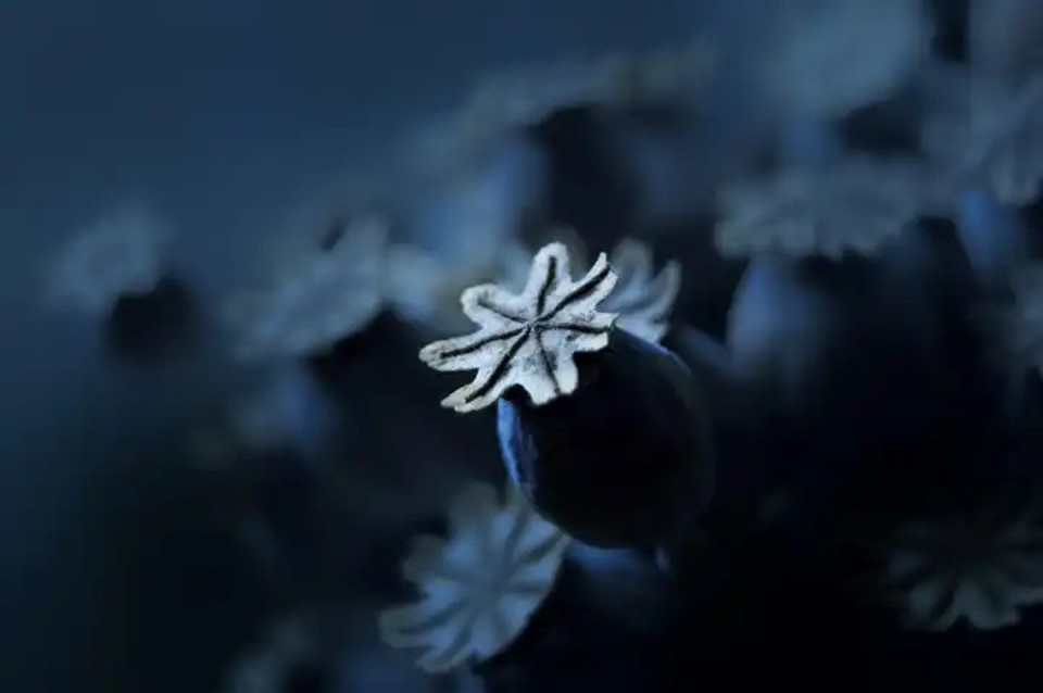 Дикая природа