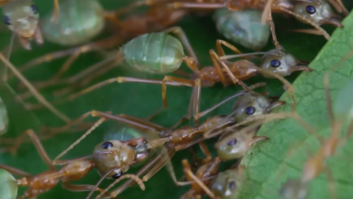 Крупный план муравья-ткача, строящего гнездо из листьев, скрепленных шелковой нитью.