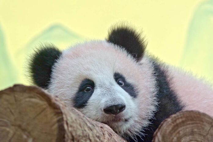 Плюшевая панда Катюша в московском зоопарке