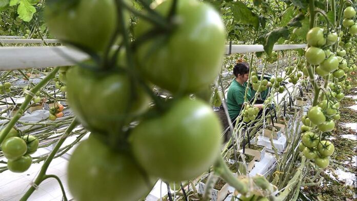 Логотип Ленты и изображение огурцов на фоне поля