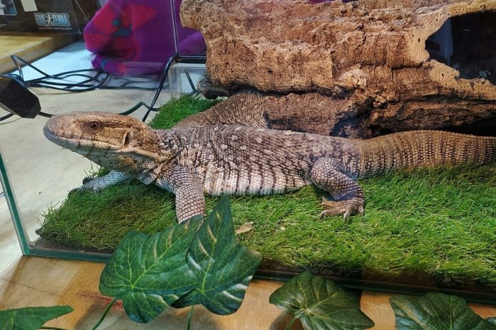 Крупный варан сидит на дорогом ковре в роскошном интерьере, символизируя обретение свободы и элитного жилья.