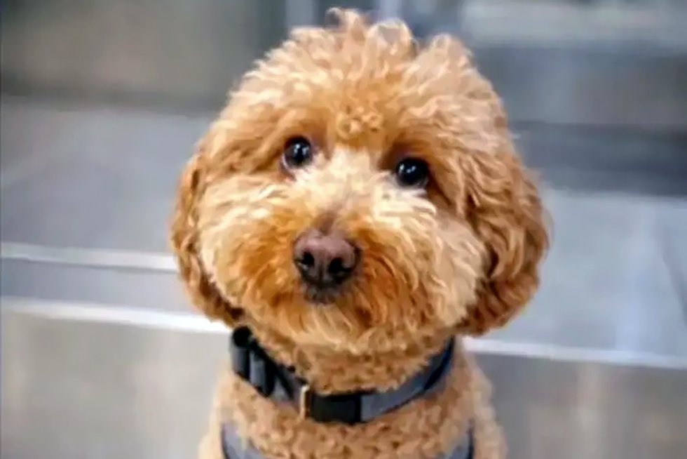 Счастливый Джет Блю с новой семьей