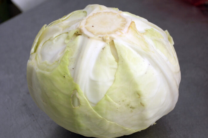 Изображение свежей, хрустящей капусты с отсылками к древнегреческой философии и долголетию.