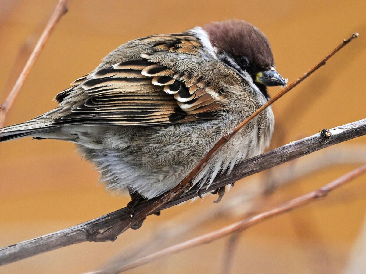 Толстый воробей