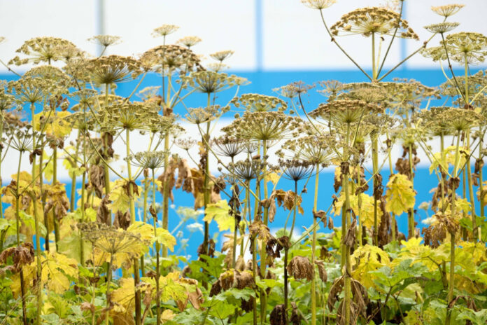 Изображение, символизирующее борьбу с инвазивными растениями: американский клен и борщевик изображены как агрессивные формы жизни, вторгающиеся в местную флору, на фоне стилизованного изображения инопланетного корабля.