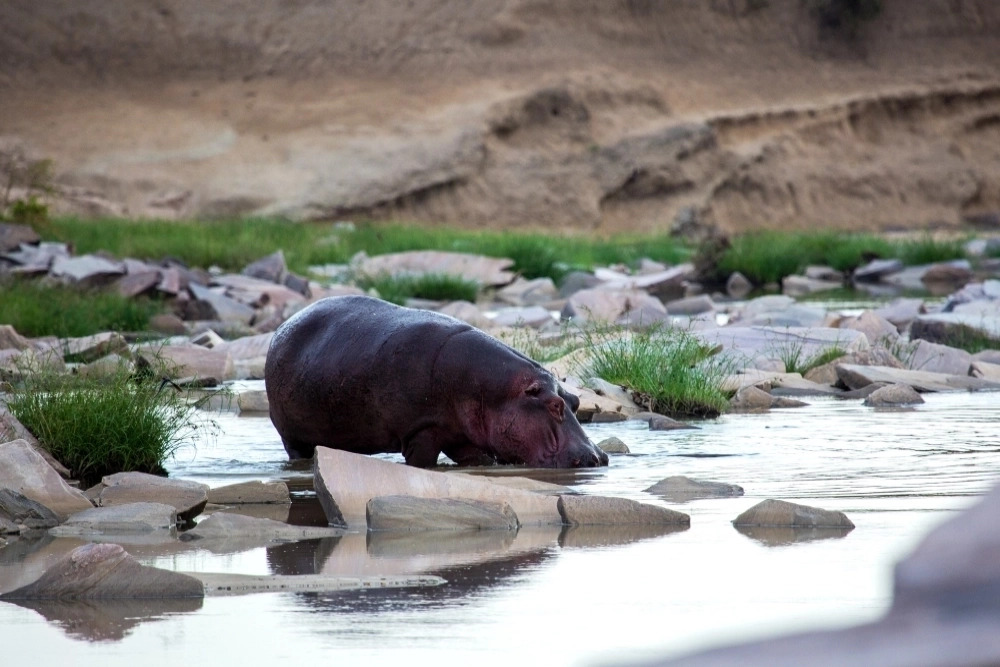 Бегемот под водой