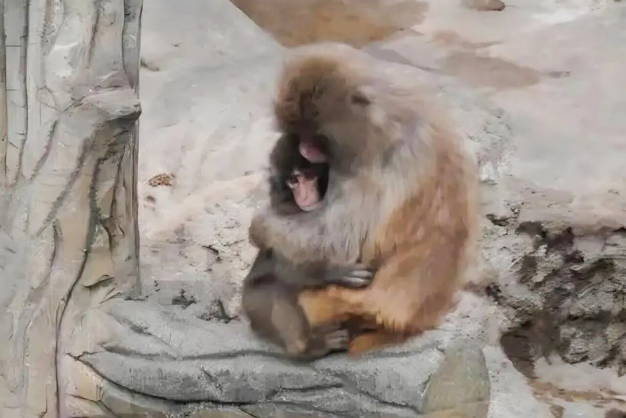 Обезьянка сидит с игрушкой