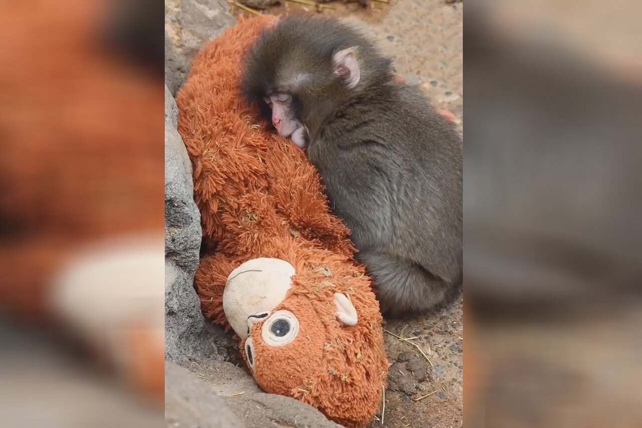 Крупный план обезьянки