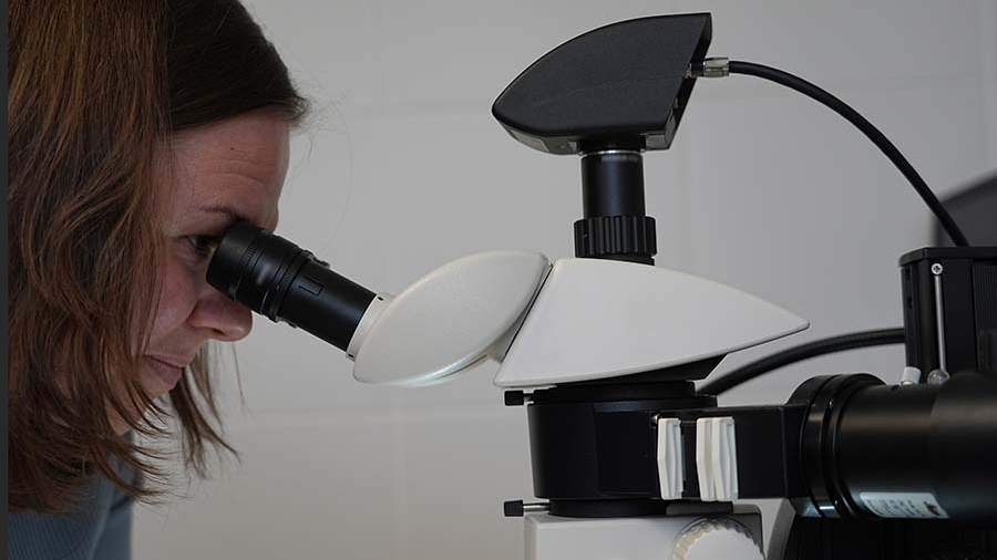 Иммунные клетки под микроскопом