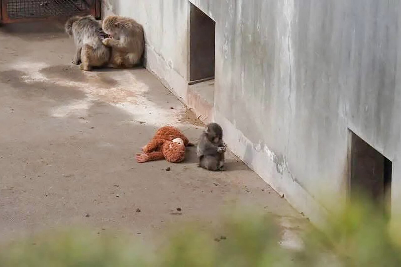 Обезьянка играет