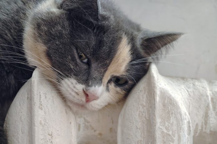 Кот, свернувшийся клубком на диване, с флагом России на заднем плане