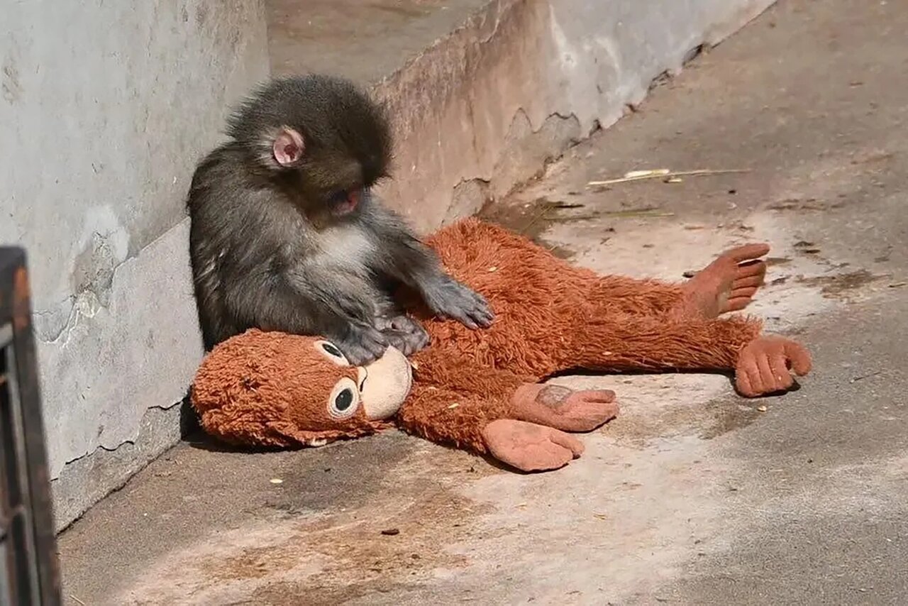 Игрушка и обезьянка