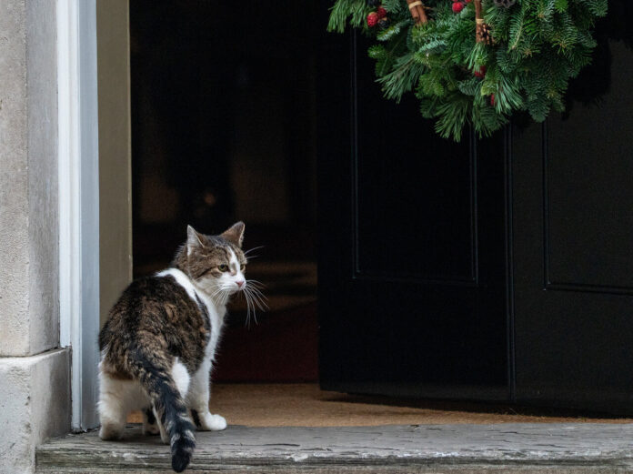 Кот Ларри, главный мышелов резиденции премьер-министра Великобритании на Даунинг-стрит, 10