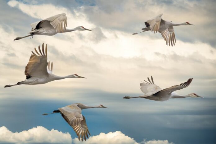 Стая птиц в полете, выстроившаяся в клиновидную форму, демонстрируя принципы аэродинамики.