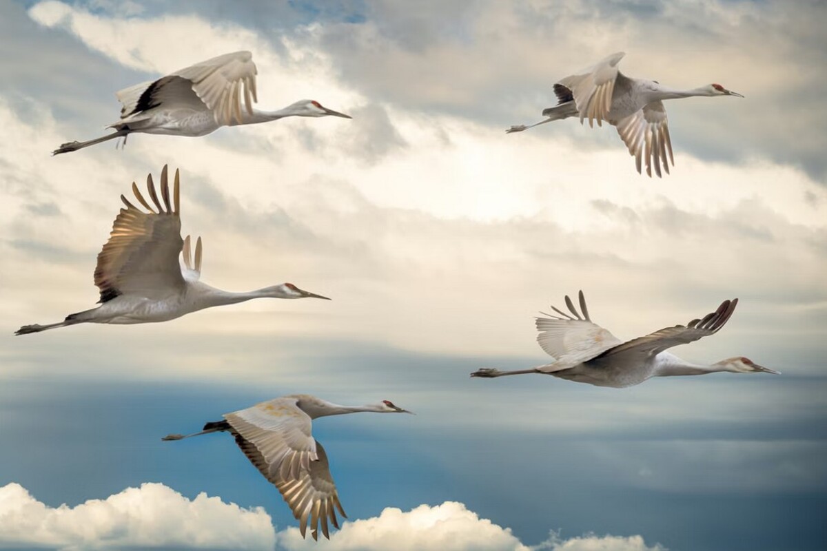 Птичий клин в небе