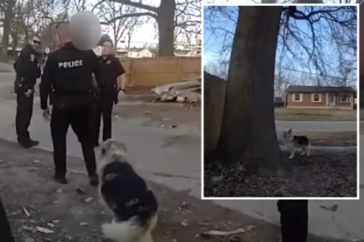 Собака-герой