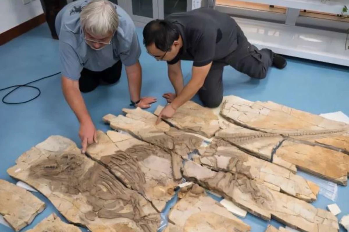 Реконструкция внешнего вида Haolong dongi