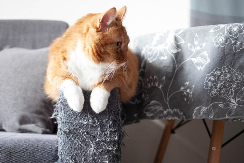 Кот с удивленным выражением морды