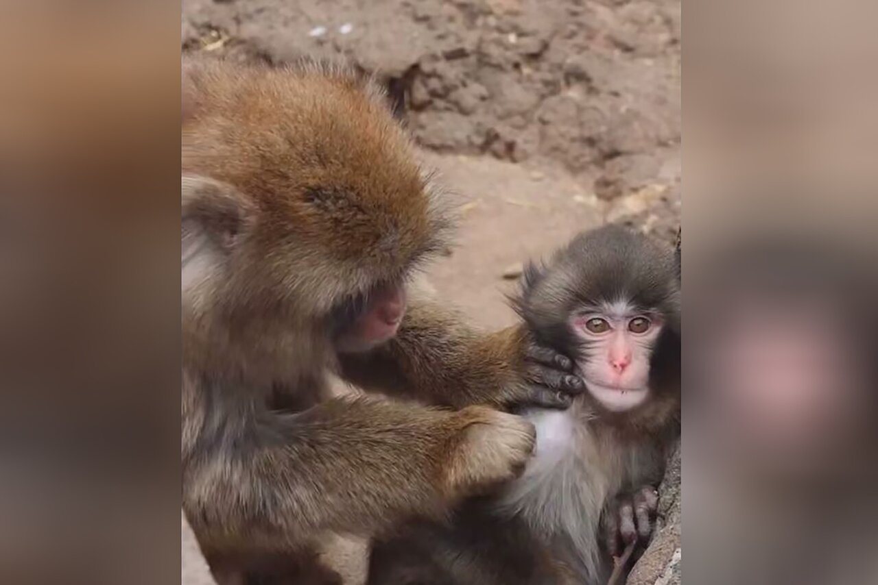 Макак спит с игрушкой