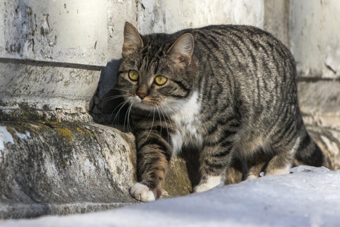Кот лежит на кровати рядом с принесенной добычей (например, игрушечной мышью или птицей)