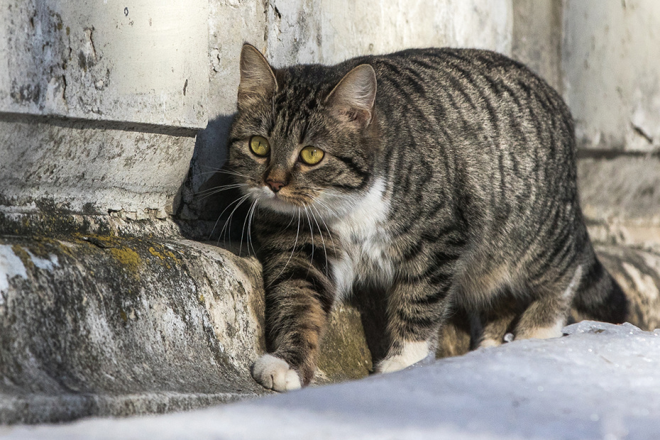 Котик с добычей