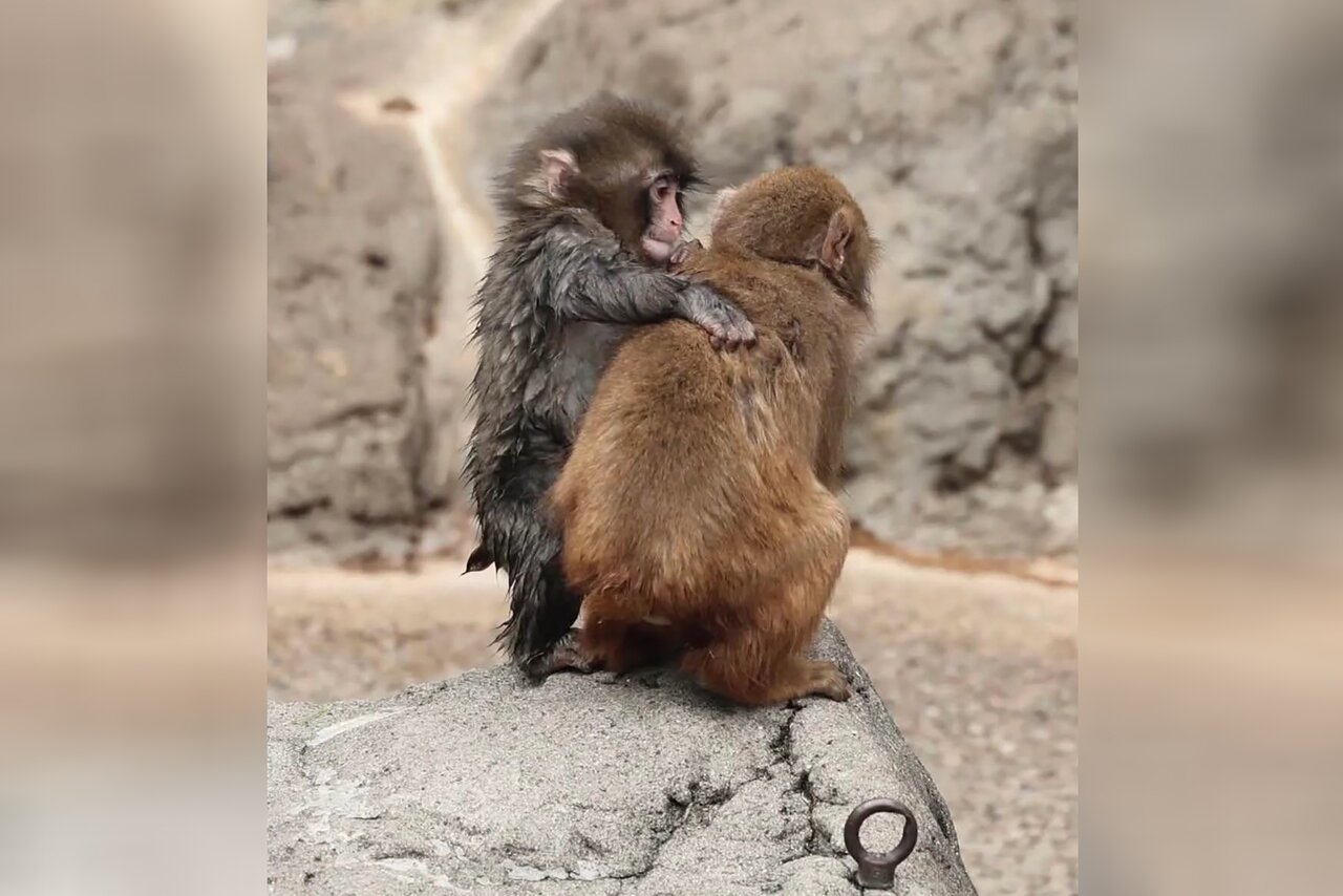 Обезьянка смотрит в камеру