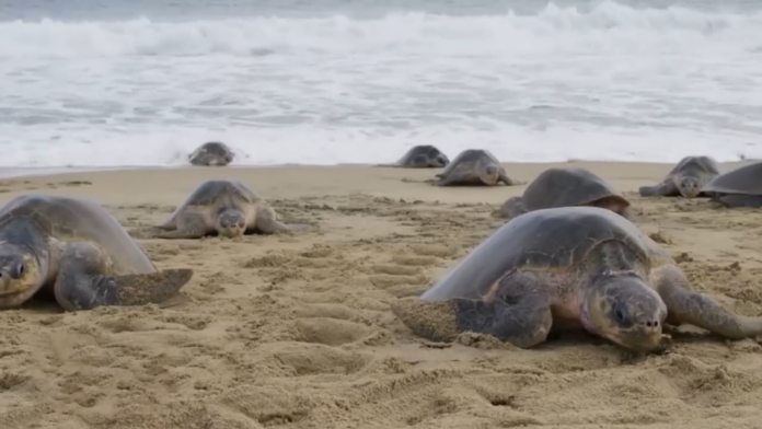 Иллюстрация человека с магнитной стрелкой, указывающей направление, на фоне карты и лосося