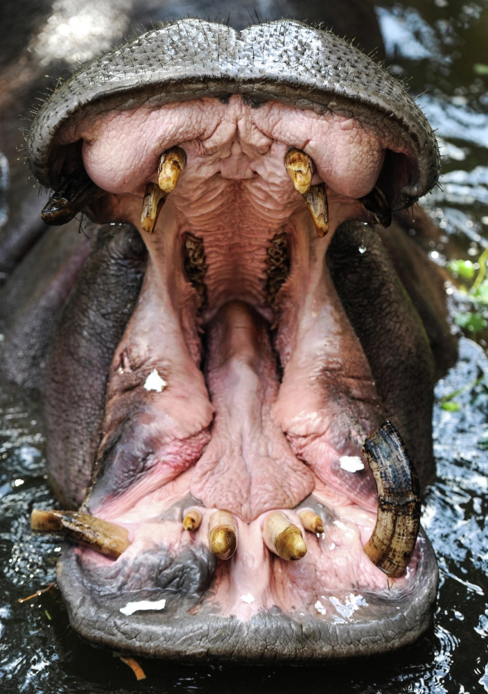 Бегемот размышляет о бренности бытия