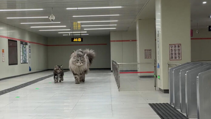 Схематичное изображение подземного города с метро, построенного китайским зодчим, где шиншилла работает кассиром.